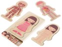 Puzzle drewniane warstwowe budowa ciała montessori dziewczynka Puzzle drewniane warstwowe budowa ciała montessori dziewczynka